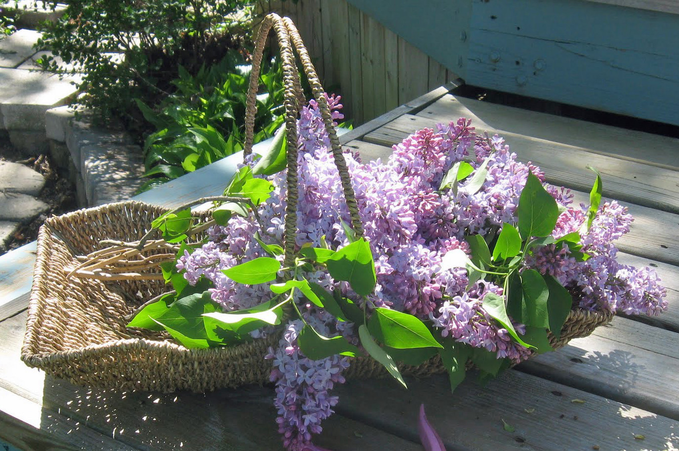 Shannon's Shanonigins May Garden Flowers