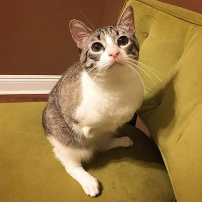 Gambar Kucing Comel Kudung Tangan | AAziz Safian