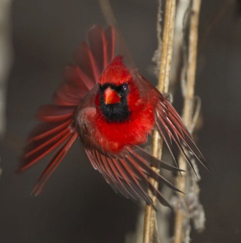 Cardinal Bird Flight on An Absolutely Amazing Photo Of A Beautiful Cardinal In Flight  Via