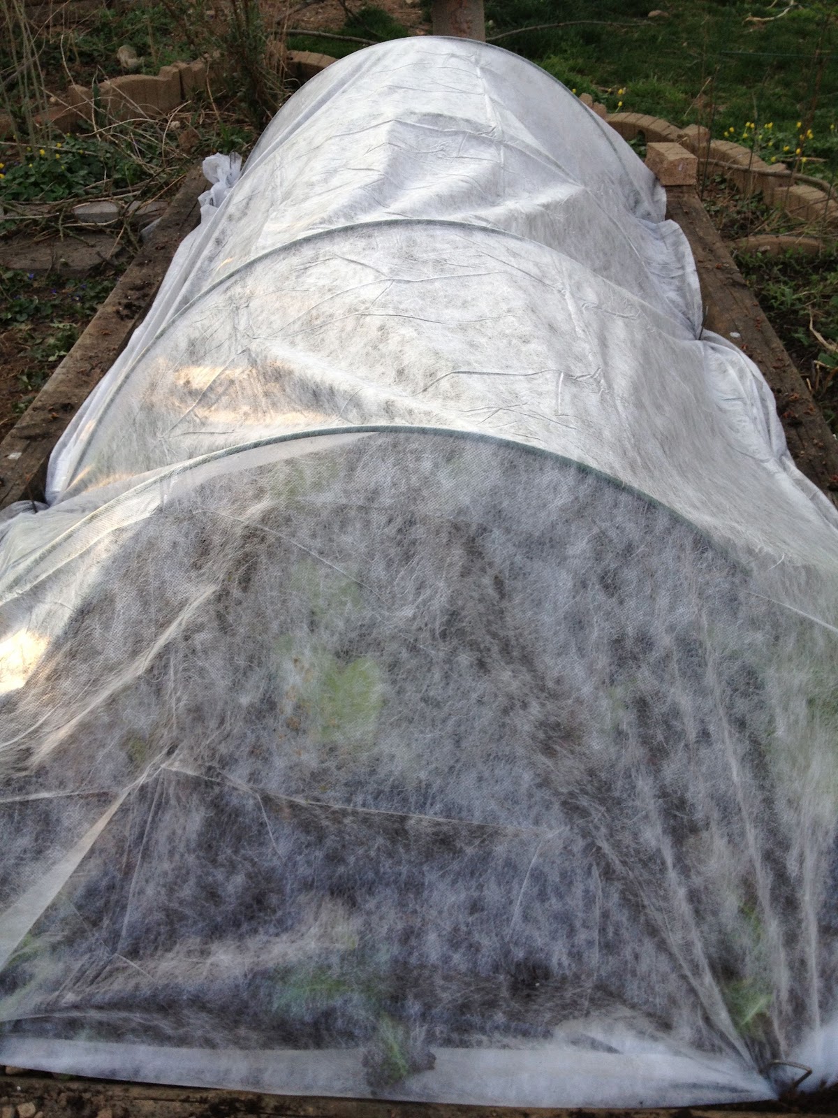 From Seeds To Harvest Go with the flow! (but use frost cloth!)