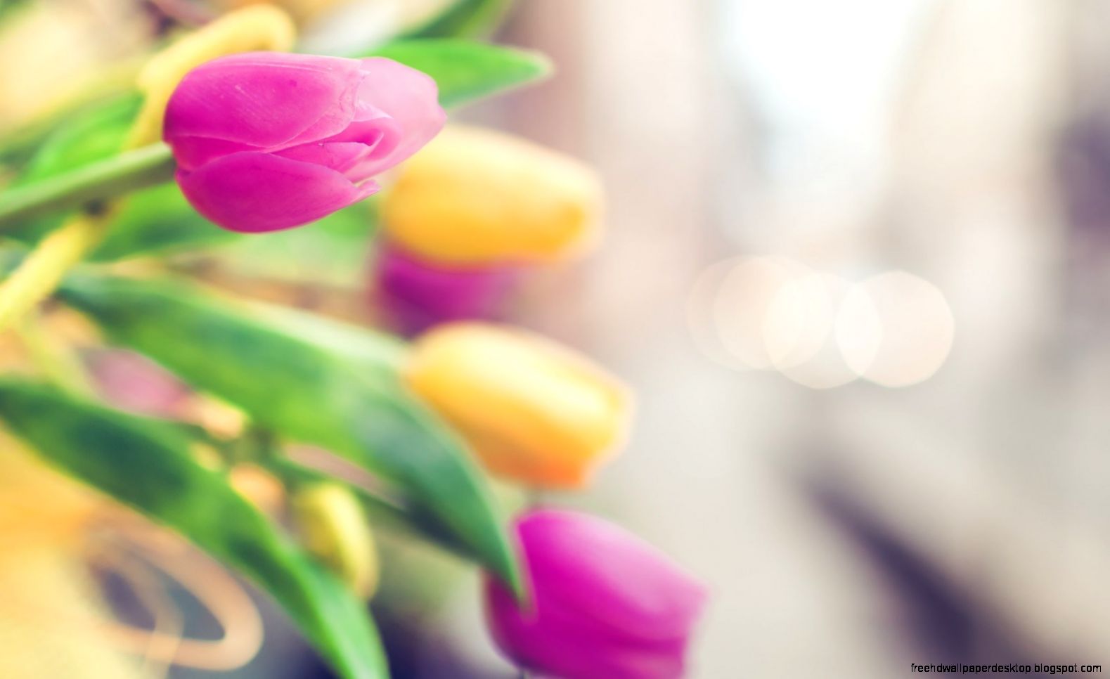 Spring Tulips Pink Yellow Flowers HD Wallpaper OmWallpapers Spring Tulips Pink Yellow Flowers HD Wallpaper OmWallpapers
