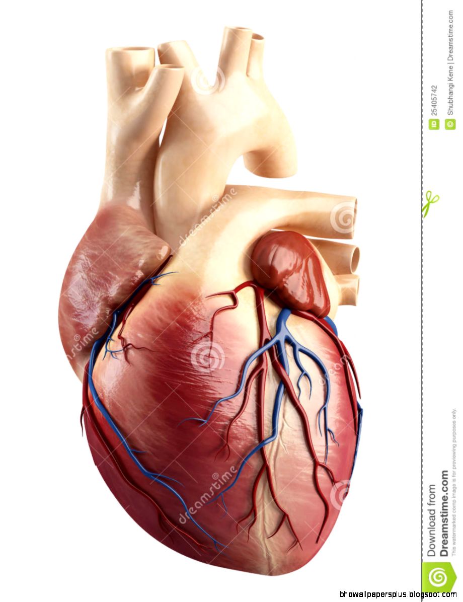 Front View Of The Anatomy Of Heart Interior Struct Stock Front View Of The Anatomy Of Heart Interior Struct Stock