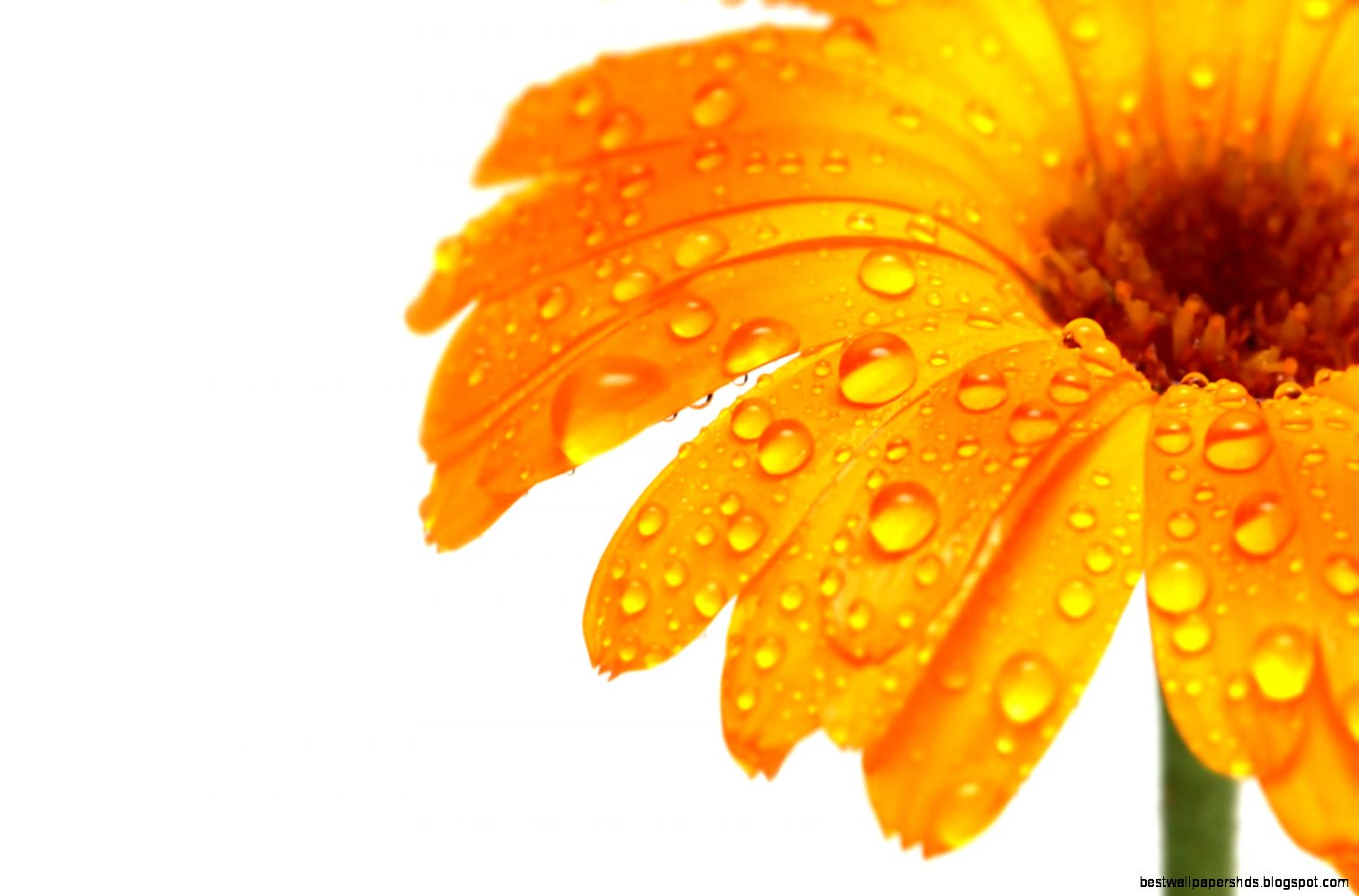 simple orange flowers with simple orange flowers with