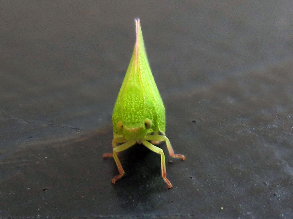 vespine v1.0 Leaf bug