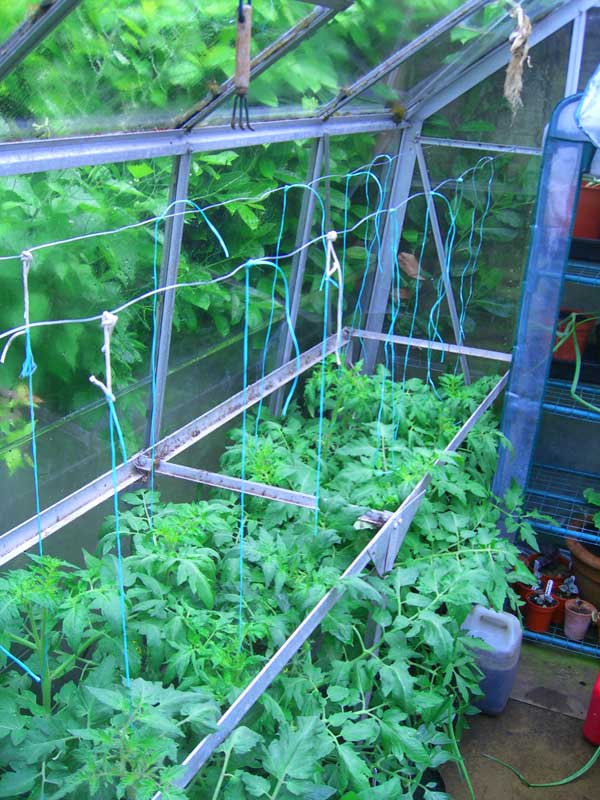 Allotment Garden Tying and Winding up the greenhouse tomato plants