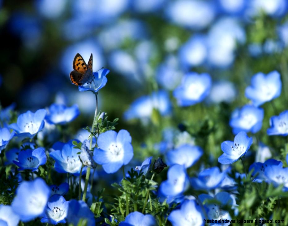 Butterflies Flower Meadow Flowers Butterflies Blue Nature High Butterflies Flower Meadow Flowers Butterflies Blue Nature High