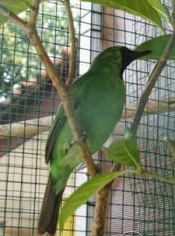 Bakalan Cucak Ijo Kalimantan Surabaya Jualo