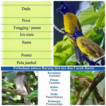 Featured image of post Ciri Ciri Burung Siri Siri Jantan Dan Betina Padahal untuk mengetahui ciri ciri lovebird jantan dan betina tergolong sangat mudah