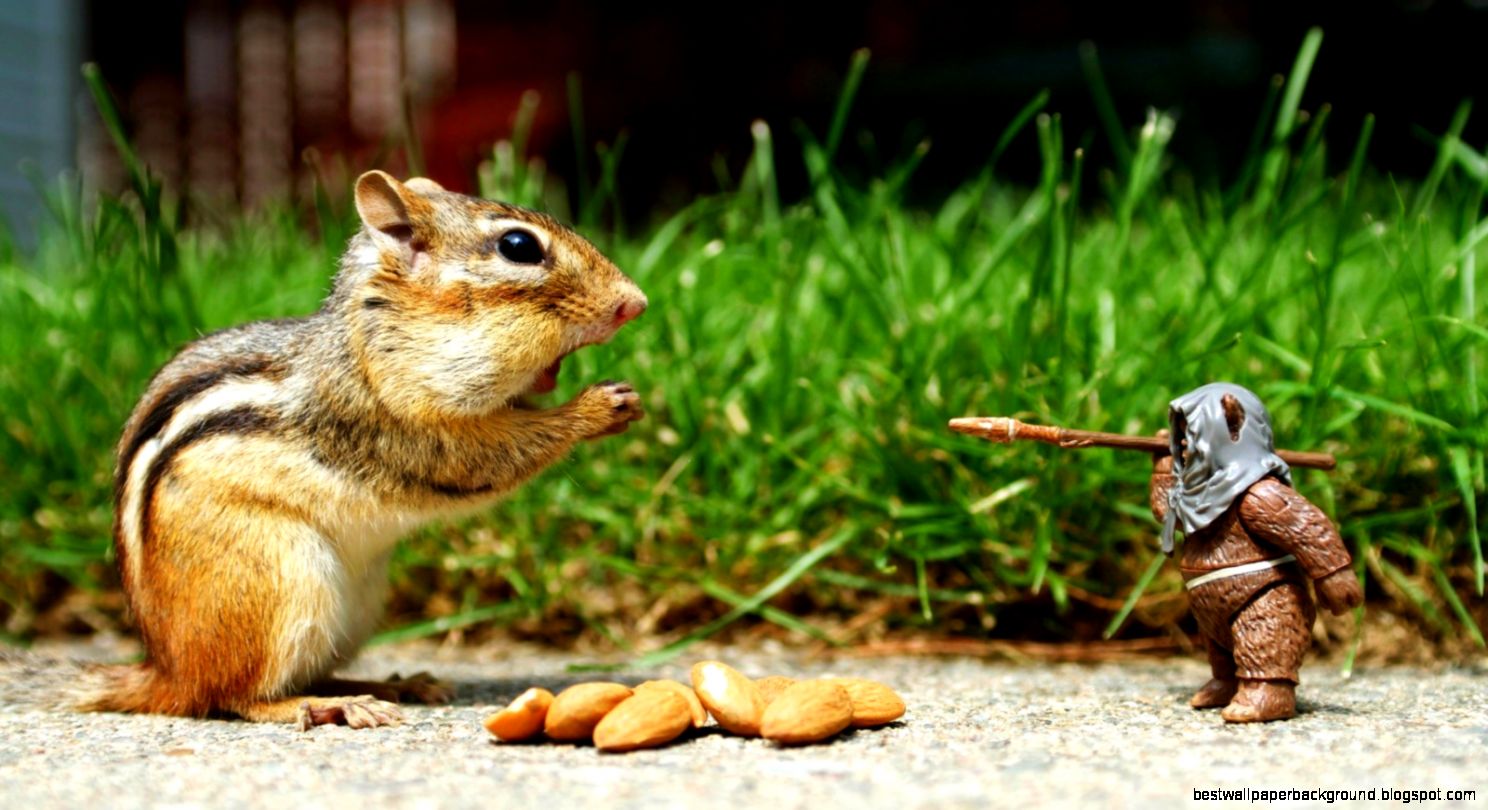 Funny Squirel And Doll – wallpapers is Funny Squirel And Doll – wallpapers is