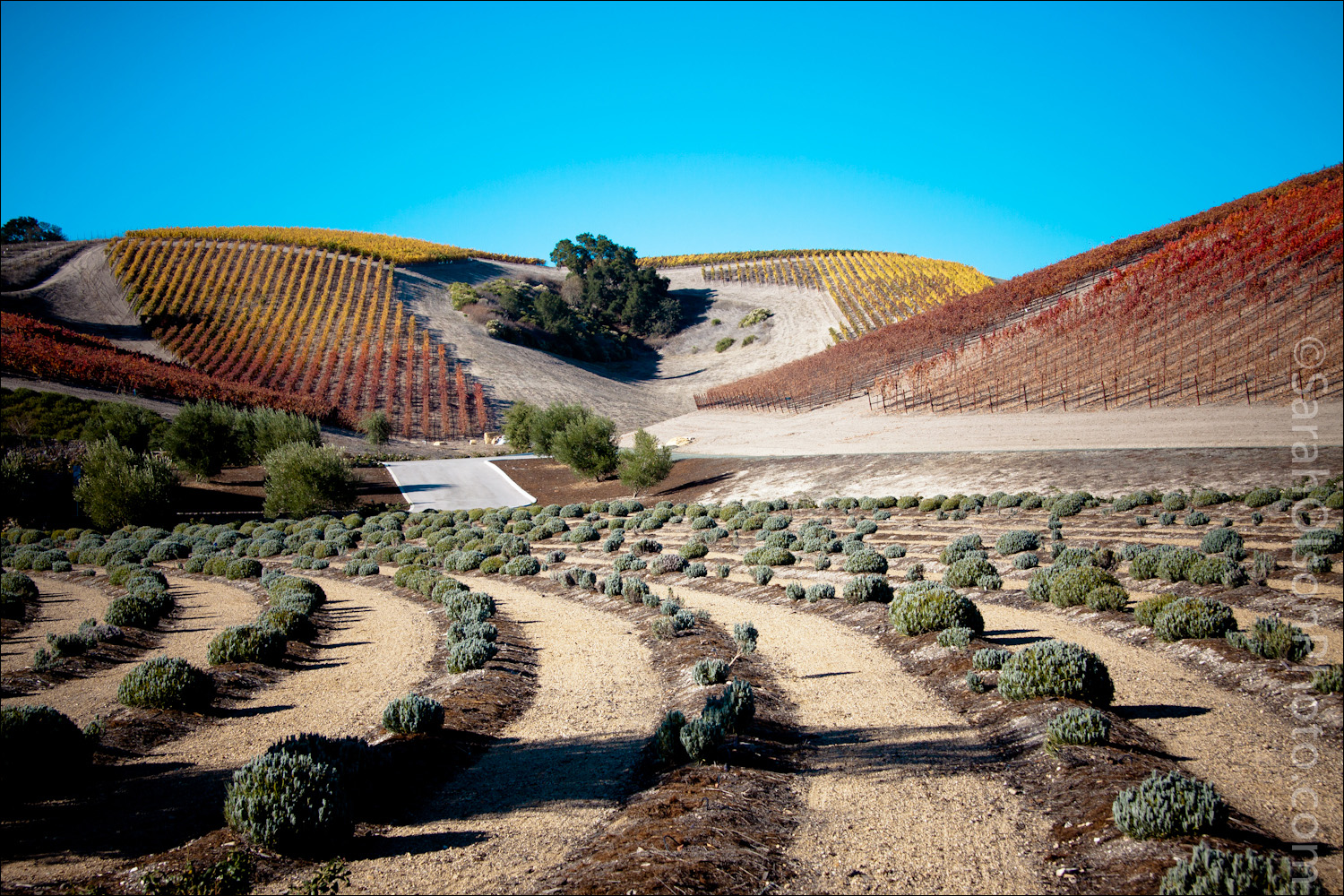 A Beach Home Companion Food Photography, Recipes and Travels Paso