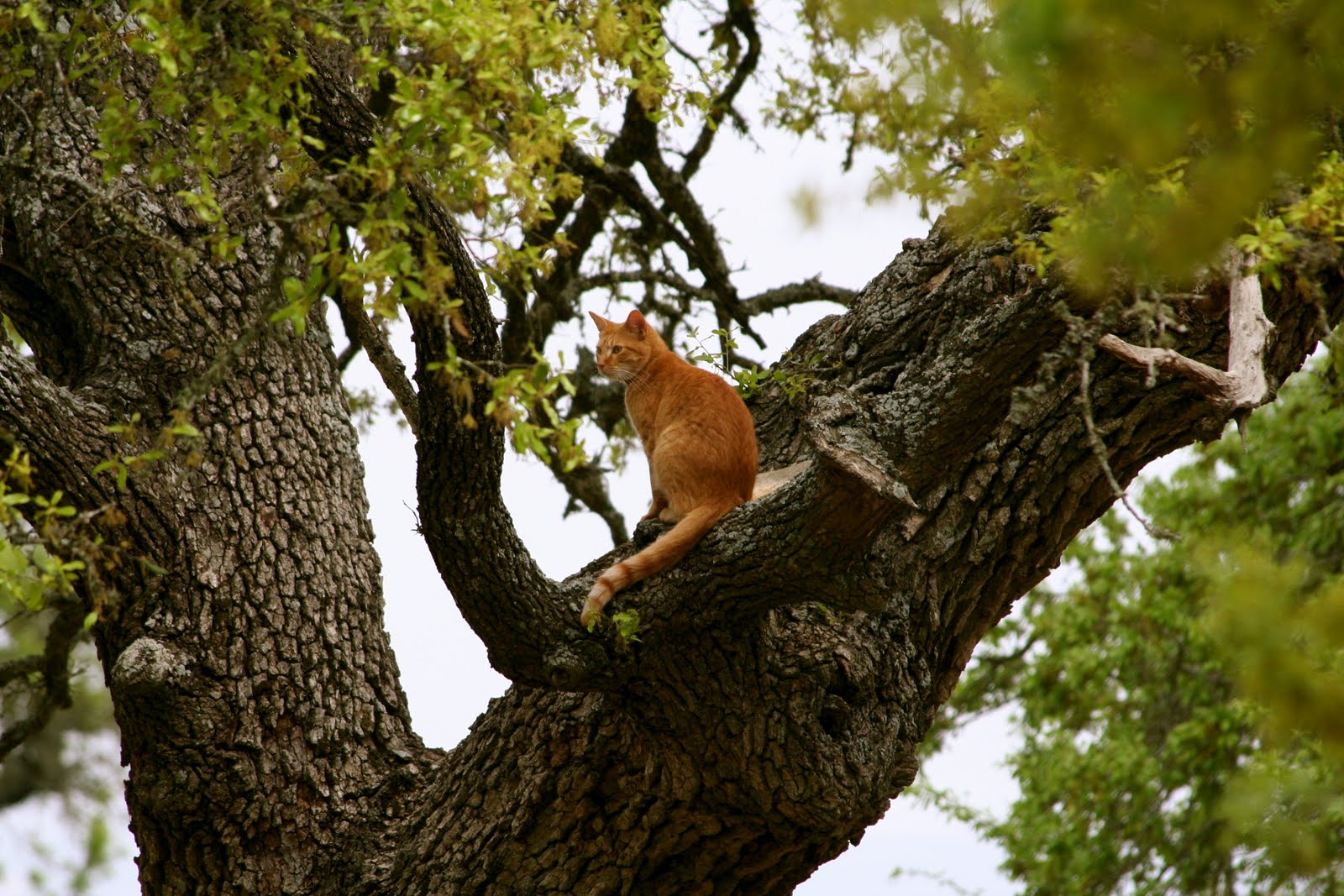 My Little Bit of Heaven A Brief Reflection on Cats Growing in Trees