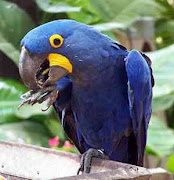 Arara azul grande!(lindo'!)