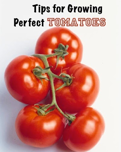 gardening tips for growing perfect tomatoes my gardening tips for growing perfect tomatoes my