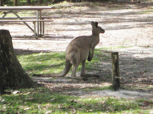 Kangaroo Sighting