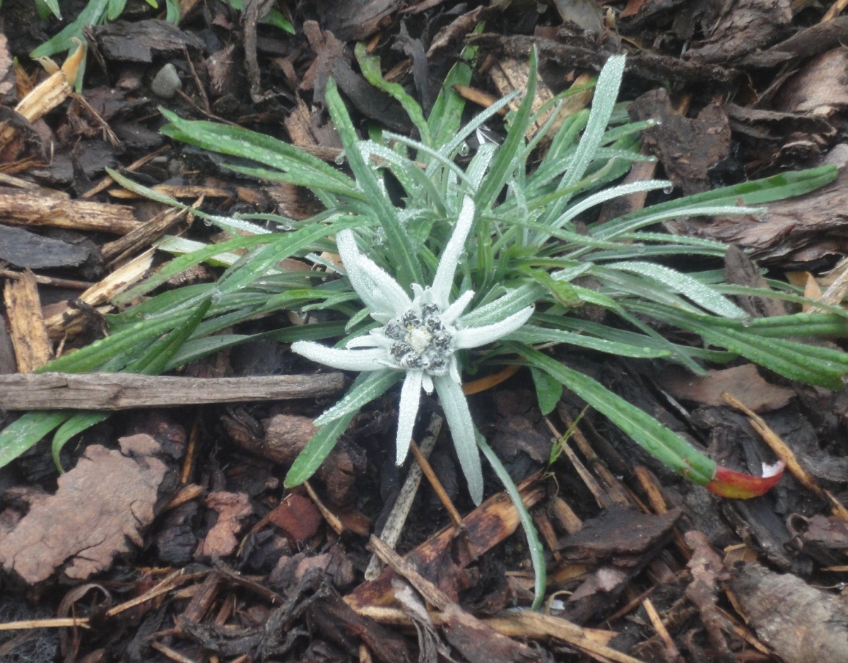 Prometheus in Aspic Hooptedoodle 69 Edelweiss