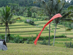 Gids nodig op Bali/Need a terrific guide at Bali?