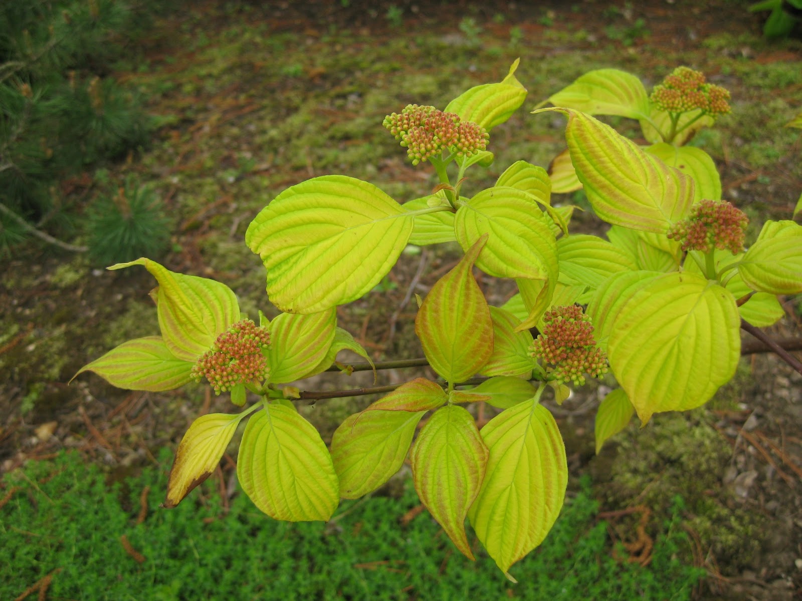 rotary botanical gardens hort blog fantastic woody eleutherococcus sieboldianus