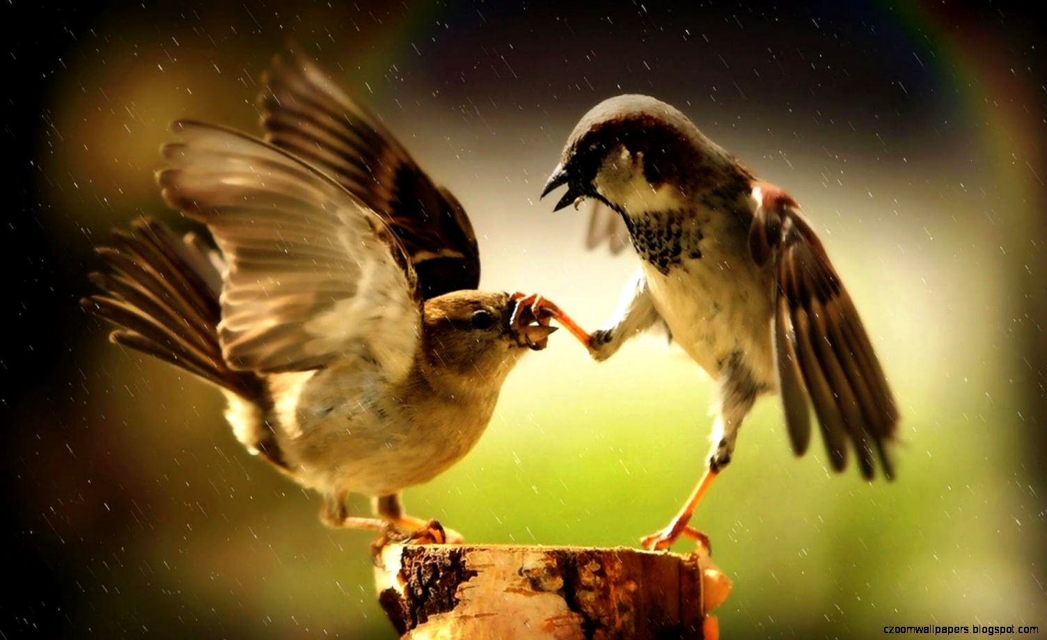 Photo with two fighting birds HD Animals Wallpapers Photo with two fighting birds HD Animals Wallpapers