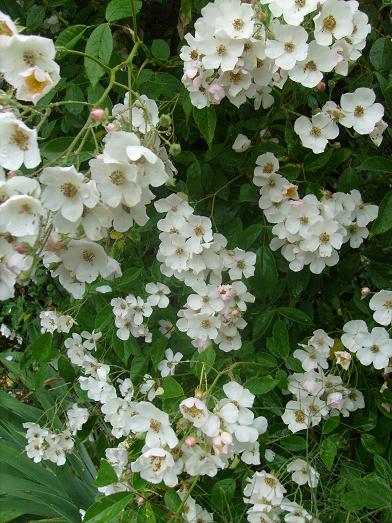 Ma Planète Jardin: Toby Tristam, un rosier liane à l ...