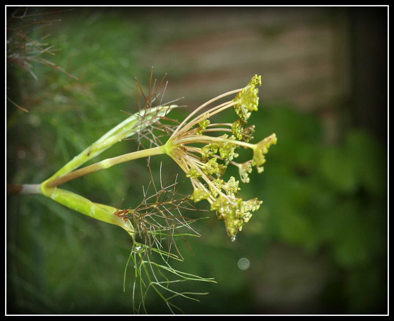 Mark's Veg Plot Bronze Fennel