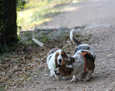 rencontre basset hound