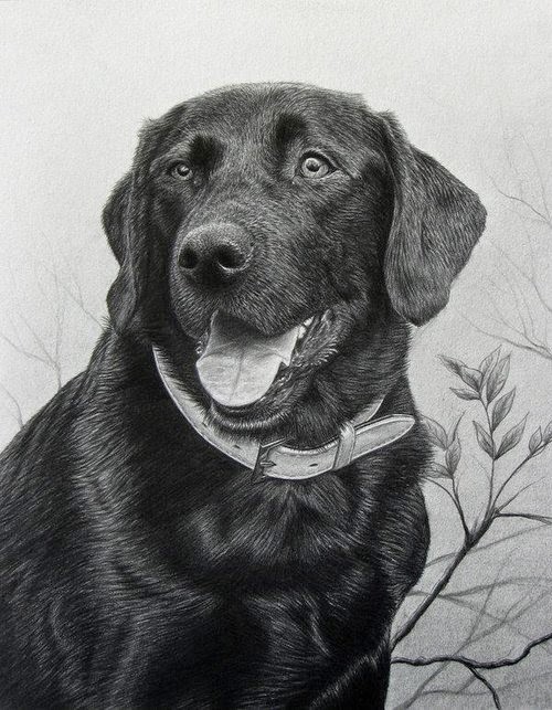 Design Stack A Blog about Art, Design and Architecture Hyper Realistic Pencil Drawings of Dogs