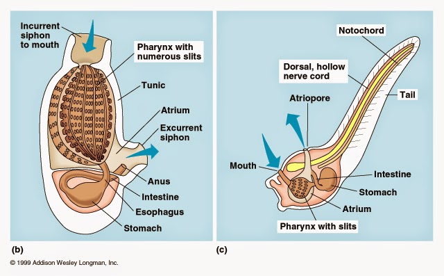 WARTA BIOLOGI FILUM CHORDATA