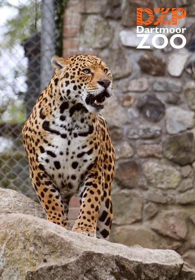 Dartmoor Zoo The arrival of Chincha the Jaguar