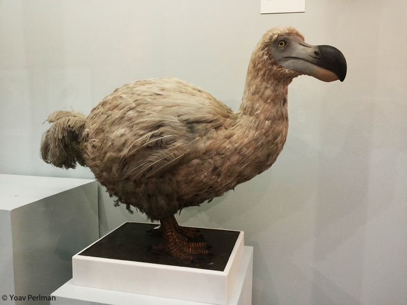 dodo bird real life pictures dodo bird real life pictures