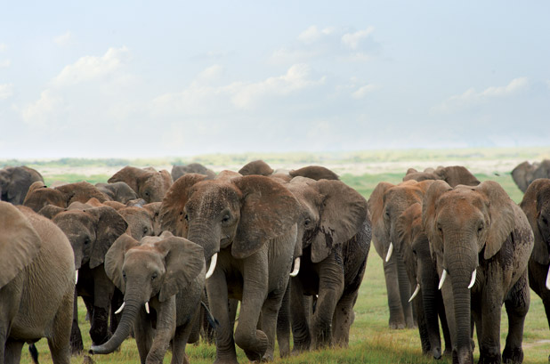 mythical elephant predators mythical elephant predators