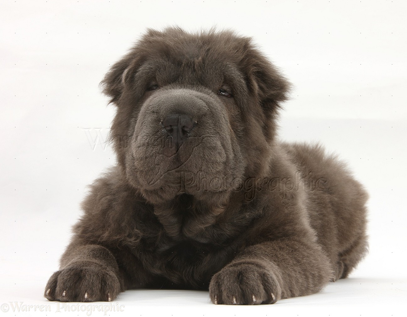 DEL LOBO GRIS FAMILY El Shar Pei Bear Coat
