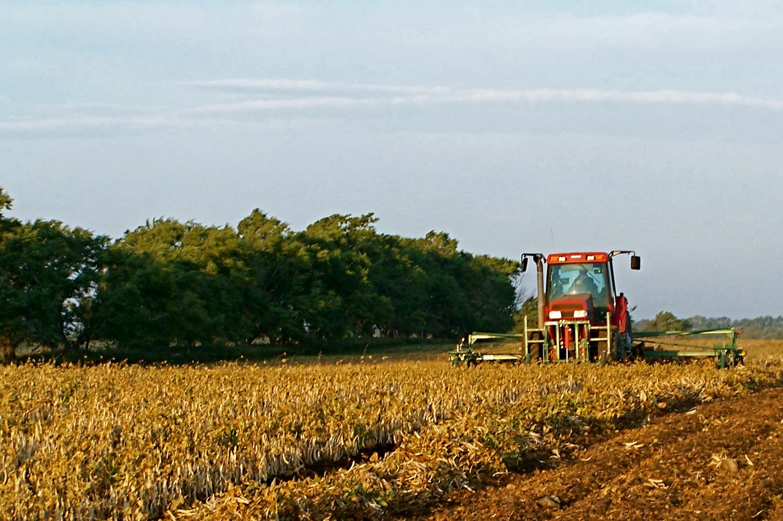 Pinto Bean Harvest Farmer Bloggers
