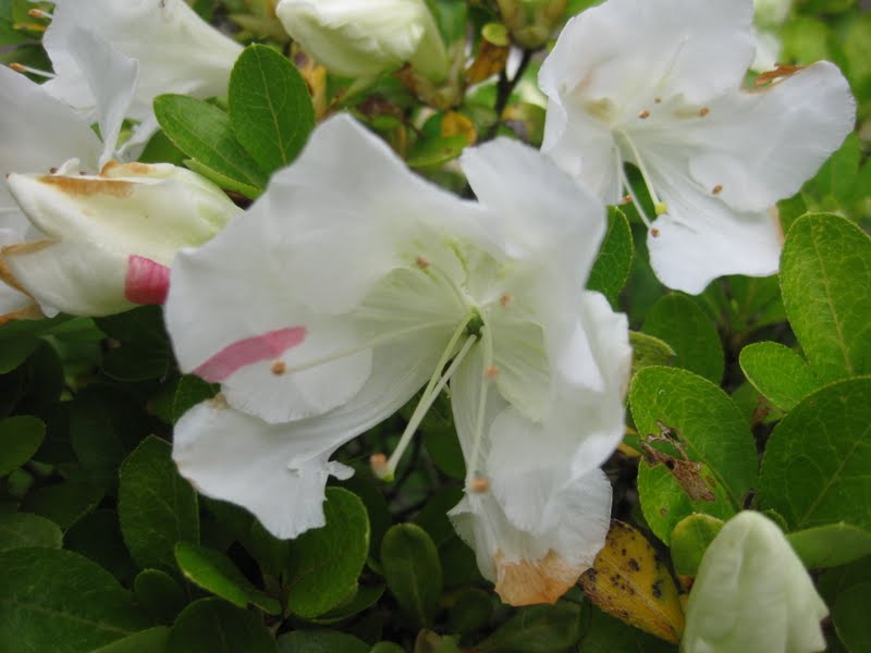 Blooms N Spades May 2013