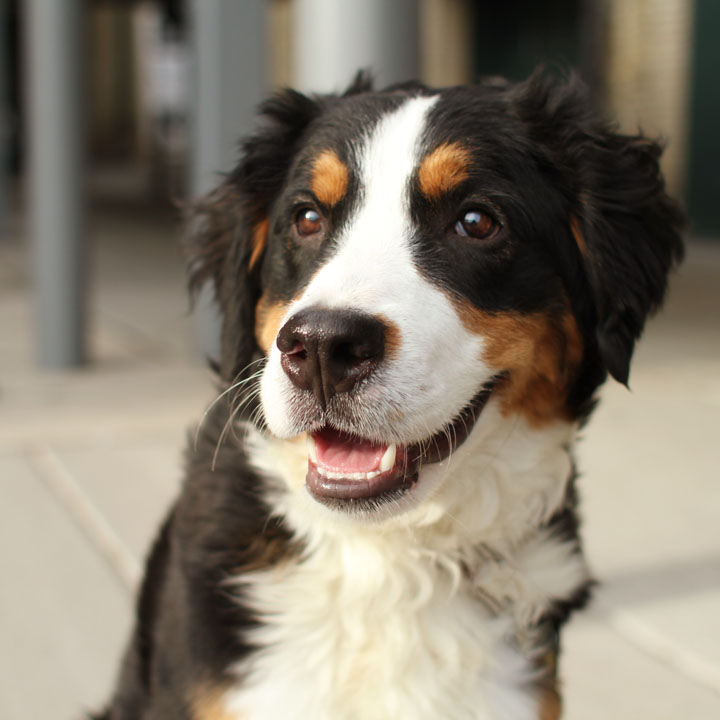 bernese mountain lab mix bernese mountain golden lab mix bernese mountain lab mix bernese mountain golden lab mix