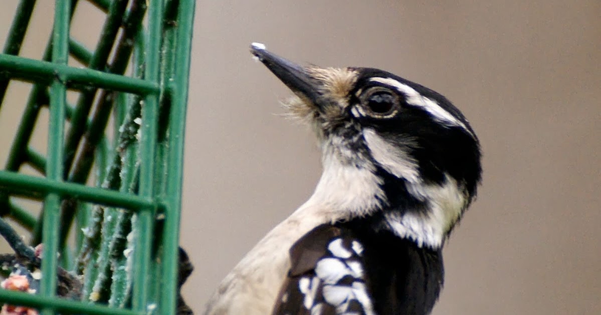 SE Texas Birding & Wildlife Watching: Houston Area Woodpeckers