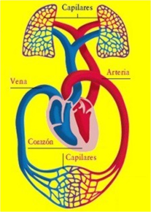 Circulacion Pulmonar Y General Del Cuerpo