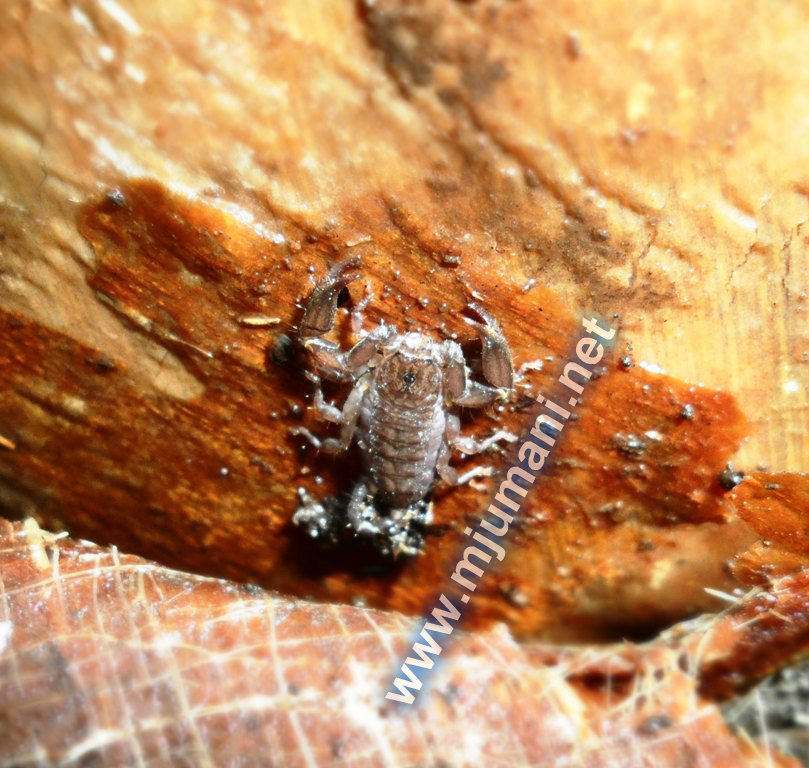 liocheles australasiae kalajengking kecil liocheles australasiae kalajengking kecil