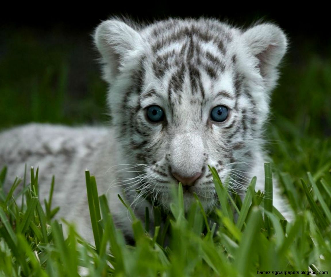 Image gallery for white tiger cubs wallpapers Image gallery for white tiger cubs wallpapers
