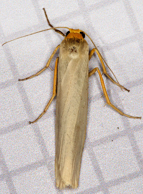 Scarce Footman, Eilema complana.  At my window on 15th August.