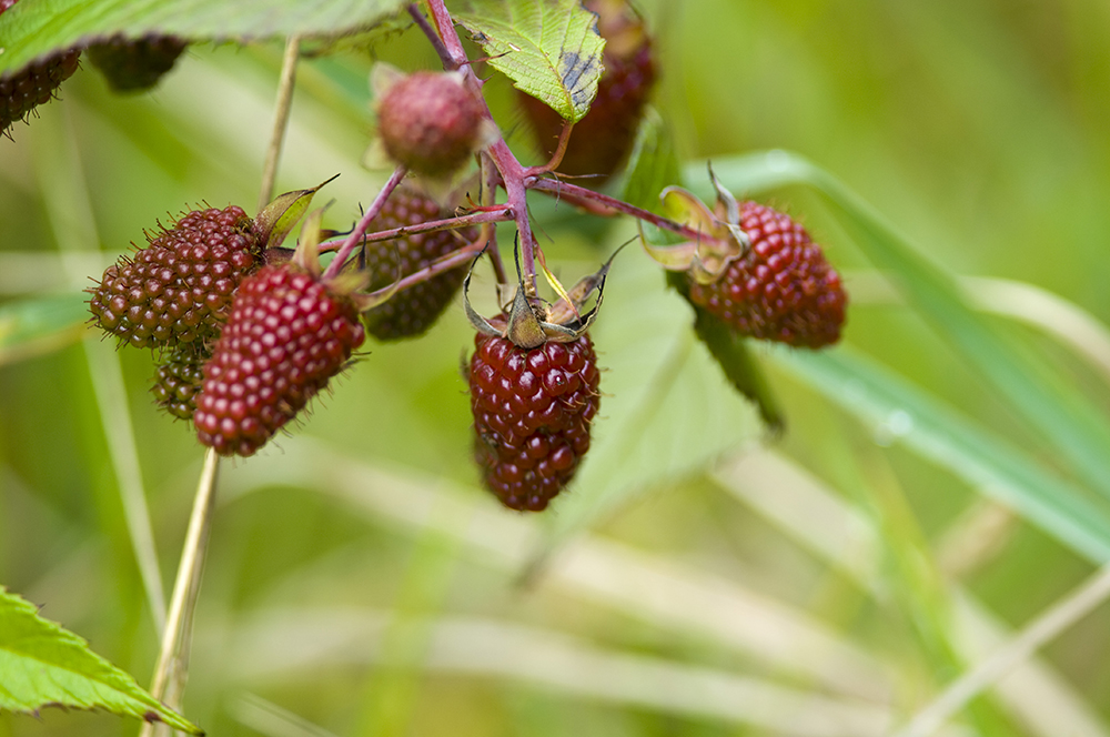 The 3 Foragers Foraging for Wild, Natural, Organic Food Wild Edibles in Hawaii Mango