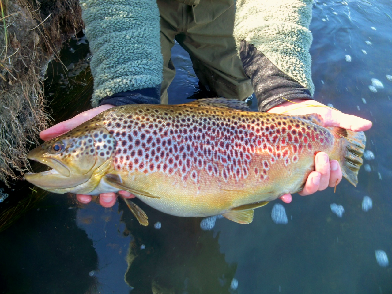 brown trout brown trout
