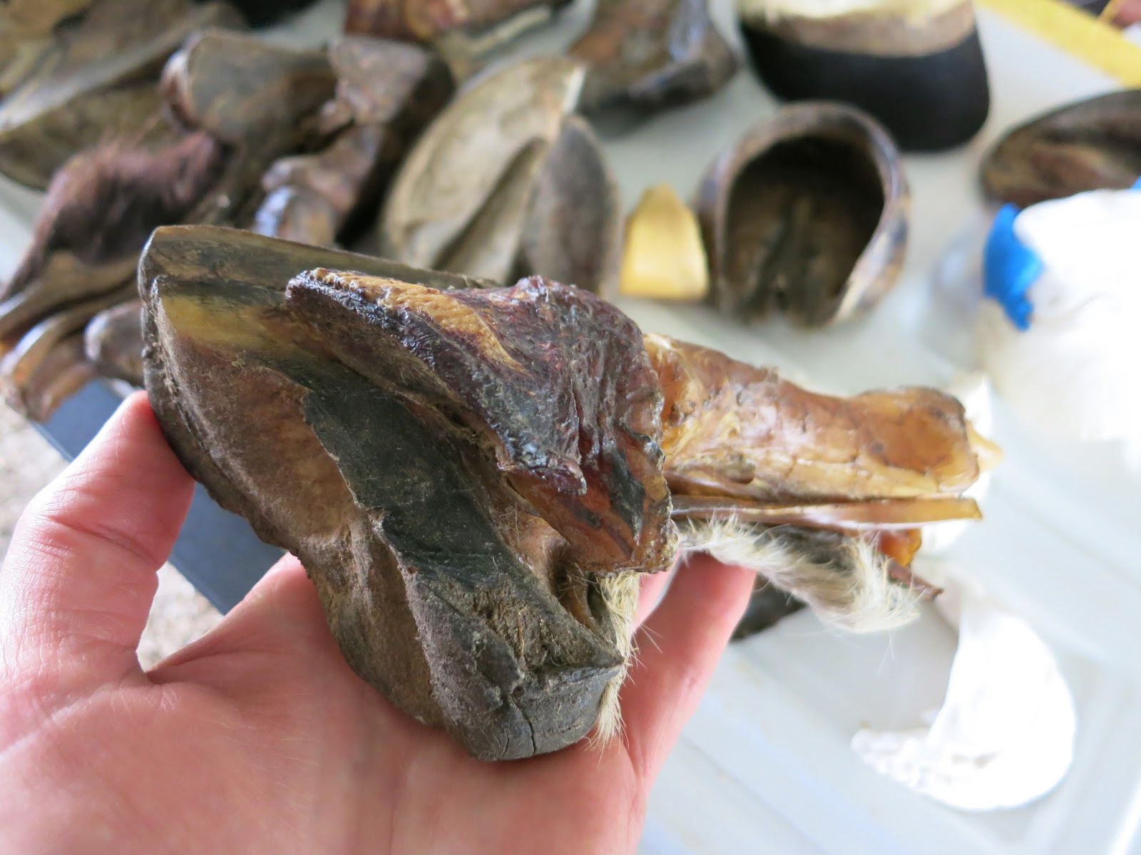 The Dancing Donkey Hoof Clinic part one