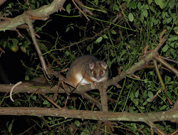 Nocturnal Visitors