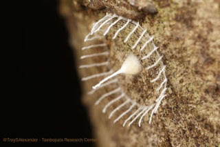 Struktur aneh seperti jaring serangga berbentuk pagar terlihat di Hutan Amazon