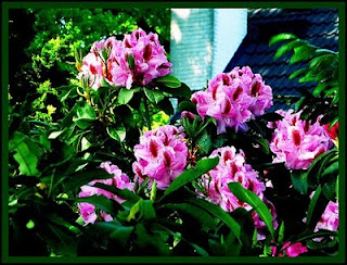 7 Bunga Cantik Mengandung Racun Mematikan [ www.BlogApaAja.com ]