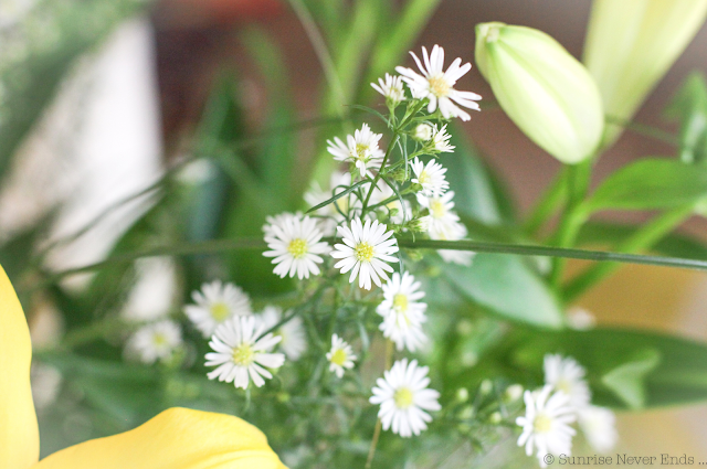 fleurs,marguerites,instantanés,the mood