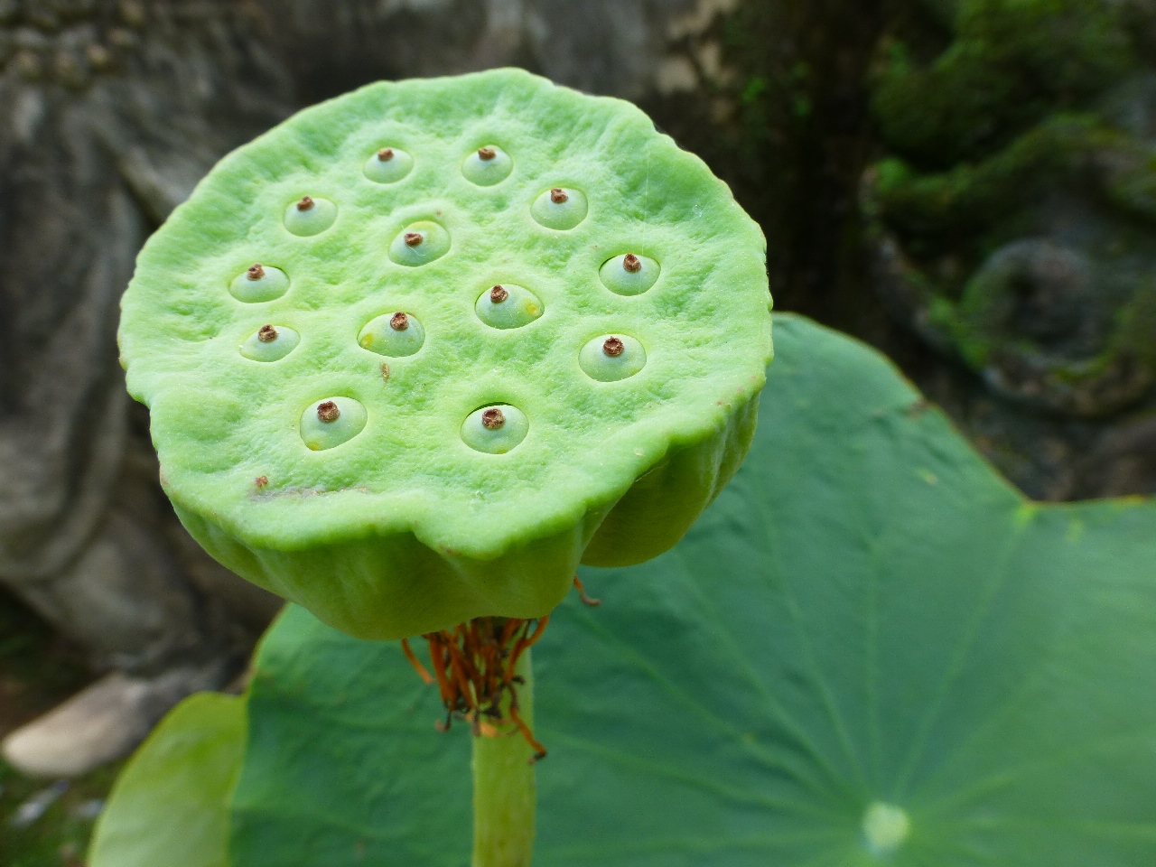 SinhCity Flowers of Laos