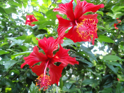 (Malaysia) - Hibiscus & Reptile Garden, Penang