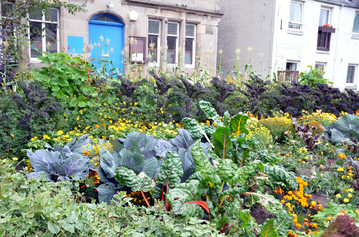 North Fife Free Vegetables Newburgh North Fife