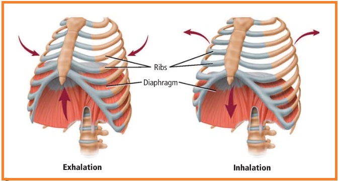 Ilmu Tak Terbatas Sistem Respirasi Pada Manusia